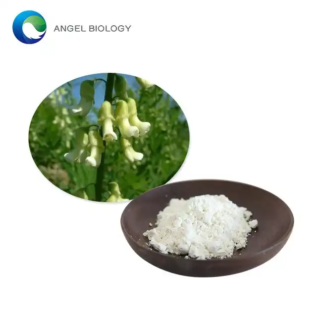 How Does Sophora Root Extract Powder Support Respiratory Health?